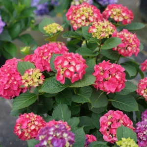 Bigleaf Hydrangea Wee Bit Giddy - 4 inch Pot - Red Pink Blooms