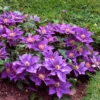 Bijou Clematis Vine Perennial - 2.5 Inch Pot - Flowering Plant