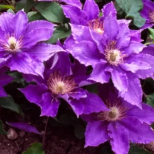 Bijou Clematis Vine Perennial - 2.5 Inch Pot - Flowering Plant
