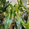 Billietiae Philodendron - Rare Plant - 4 inch Pot - Tropical Indoor Plant
