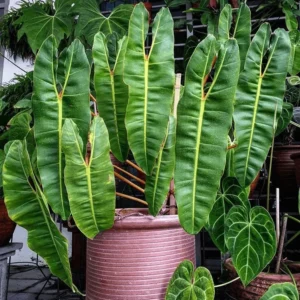 Billietiae Philodendron - Rare Plant - 4 inch Pot - Tropical Indoor Plant