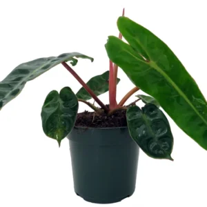 Billietiae Philodendron - Rare Plant - 4 inch Pot - Tropical Indoor Plant