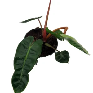 Billietiae Philodendron - Rare Plant - 4 inch Pot - Tropical Indoor Plant