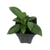 Birkin Philodendron Rare White Veined Houseplant - 2.5 Inch Pot