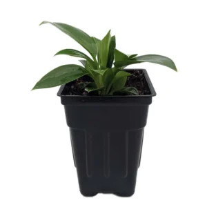 Birkin Philodendron Rare White Veined Houseplant - 2.5 Inch Pot