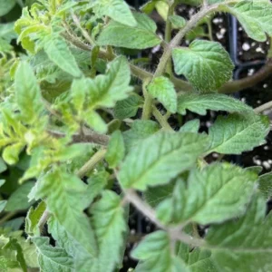 Black Brandywine Tomato Plant - Heirloom Variety - 2.5 inch Pot - Great Flavor