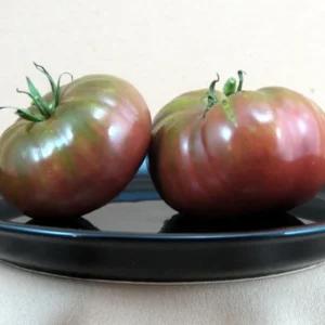 Black Brandywine Tomato Plant - Heirloom Variety - 2.5 inch Pot - Great Flavor