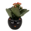 Black Cat Ceramic Planter with Kalanchoe Succulent - 3 Inch Pot - Halloween Decor