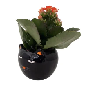 Black Cat Ceramic Planter with Kalanchoe Succulent - 3 Inch Pot - Halloween Decor