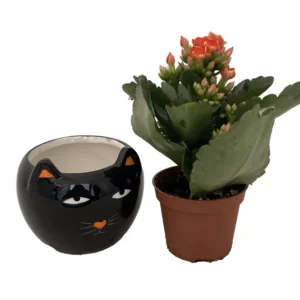 Black Cat Ceramic Planter with Kalanchoe Succulent - 3 Inch Pot - Halloween Decor
