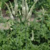 Black Cohosh Plants Actaea Racemosa - 20 Bare Root Wildflower Native Transplant