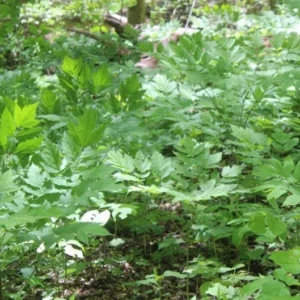 Black Cohosh Plants Actaea Racemosa - 20 Bare Root Wildflower Native Transplant