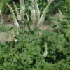 Black Cohosh Plants Actaea Racemosa Bare Root Organic Wildflower Native Root Transplant
