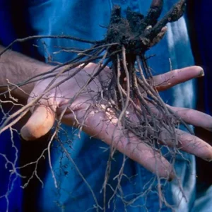 Black Cohosh Plants Actaea Racemosa Bare Root Organic Wildflower Native Root Transplant