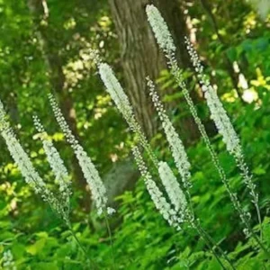 Black Cohosh Plants Actaea Racemosa Bare Root Organic Wildflower Native Root Transplant