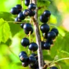 Black Currant Bush - 2.5 Inch Potted Plant - Not Shipping to NC, WV, NH