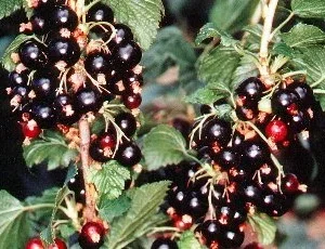 Black Currant Bush - 2.5 Inch Potted Plant - Not Shipping to NC, WV, NH