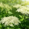 Black Elderberry Plants - 2 Live American Elderberry Trees 6-12 Inch Tall - Sweet Fruit