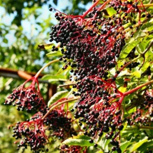 Black Elderberry Plants - 2 Live American Elderberry Trees 6-12 Inch Tall - Sweet Fruit