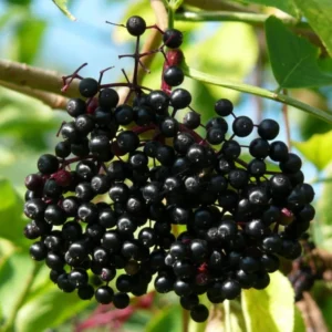 Black Elderberry Plants - 2 Live American Elderberry Trees 6-12 Inch Tall - Sweet Fruit