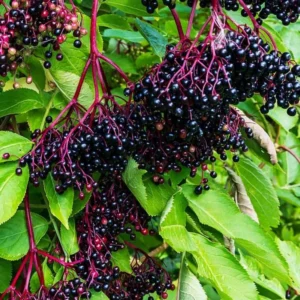 Black Elderberry Plants - 2 Live American Elderberry Trees 6-12 Inch Tall - Sweet Fruit
