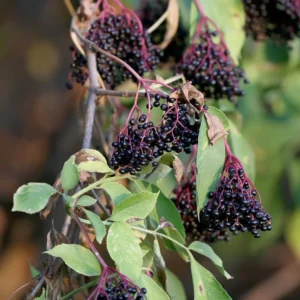 Black Elderberry Plants - 2 Live American Elderberry Trees 6-12 Inch Tall - Sweet Fruit