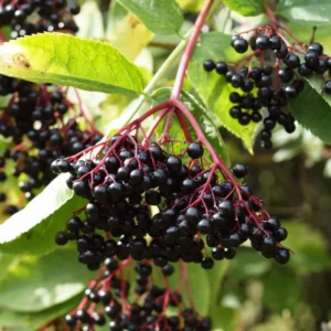 Black Elderberry Plants - 2 Live American Elderberry Trees 6-12 Inch Tall - Sweet Fruit