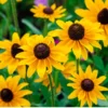 Black-Eyed Susan Goldsturm Rudbeckia - Live Plant - Quart Pot - Yellow Daisies