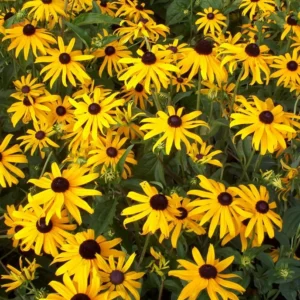 Black-Eyed Susan Goldsturm Rudbeckia - Live Plant - Quart Pot - Yellow Daisies