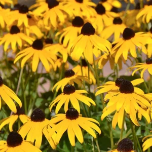 Black-Eyed Susan Goldsturm Rudbeckia - Live Plant - Quart Pot - Yellow Daisies