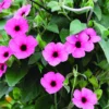 Black Eyed Susan Vine - Arizona Rose - 2.5" Pot - Rose Shades - Climbing Vine