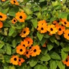 Black Eyed Susan Vine - Vivid Orange Thunbergia - 2.5" Pot - Fast Growing