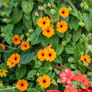 Black Eyed Susan Vine - Vivid Orange Thunbergia - 2.5" Pot - Fast Growing