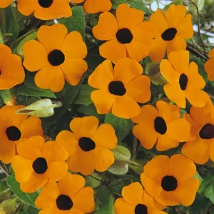 Black Eyed Susan Vine - Vivid Orange Thunbergia - 2.5