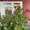 Black Goldfish Plant- Nematanthus Black Goldfish Plant 2 Inch Potted Houseplant Decorative