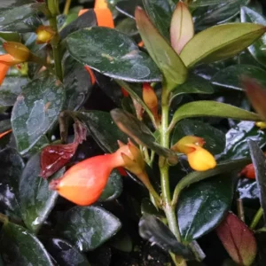 Black Goldfish Plant- Nematanthus Black Goldfish Plant 2 Inch Potted Houseplant Decorative