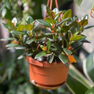 Black Goldfish Plant- Nematanthus Black Goldfish Plant 2 Inch Potted Houseplant Decorative