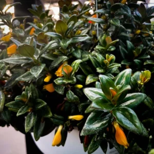 Black Goldfish Plant- Nematanthus Black Goldfish Plant 2 Inch Potted Houseplant Decorative