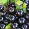 Black Jaboticaba Tree Live Plant - 1 ft Tall - Brazilian Grape Tree