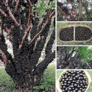 Black Jaboticaba Tree Live Plant - 1 ft Tall - Brazilian Grape Tree