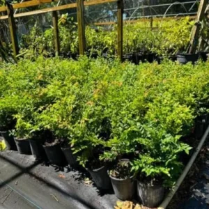 Black Jaboticaba Tree Live Plant - 1 ft Tall - Brazilian Grape Tree