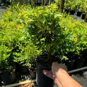 Black Jaboticaba Tree Live Plant - 1 ft Tall - Brazilian Grape Tree