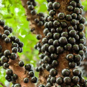 Black Jaboticaba Tree Live Plant - 1 ft Tall - Brazilian Grape Tree