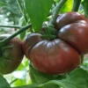 Black Krim Tomato Plant - 2.5 Inch Pot - Heirloom Tomato Plant