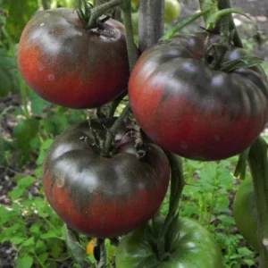 Black Krim Tomato Plant - 2.5 Inch Pot - Heirloom Tomato Plant