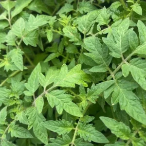 Black Krim Tomato Plant - 2.5 Inch Pot - Heirloom Tomato Plant