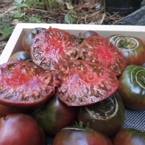 Black Krim Tomato Plant - 2.5 Inch Pot - Heirloom Tomato Plant