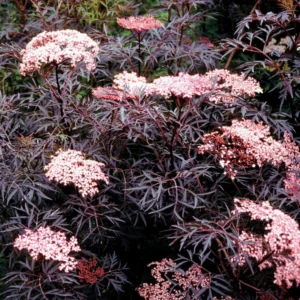Black Lace Elderberry Plant - Sambucus - 4 inch Pot - Dark Foliage Shrub