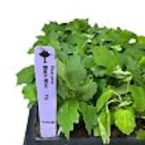 Black Mission Fig Tree - 3 Starter Plants - Ficus Carica - Fruit Tree Perennial