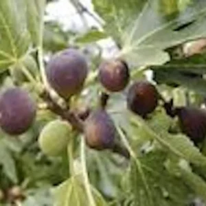 Black Mission Fig Tree - 3 Starter Plants - Ficus Carica - Fruit Tree Perennial